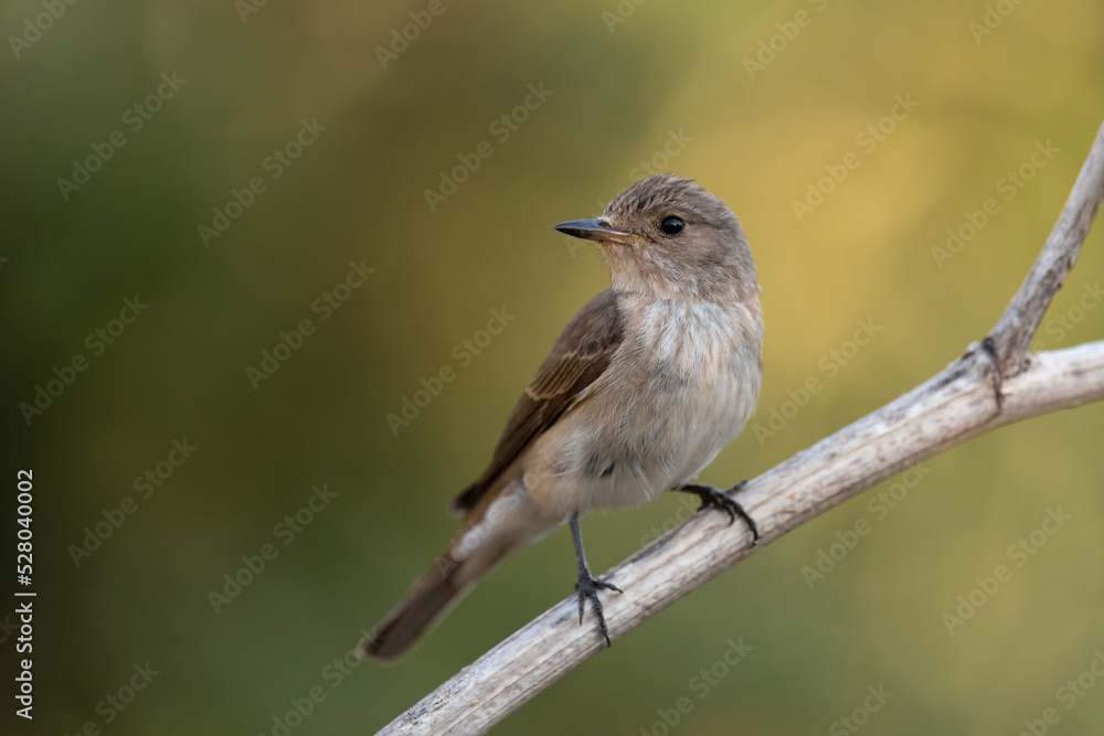 Spotted flycatcher sitting on a branch Spotted flycatcher sitting on a branch