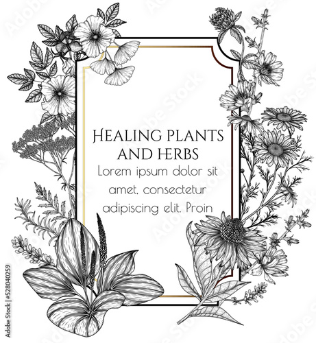 Vector frame of medicinal plants in engraving style. Linear chamomile, chicory, clover, lavender, plantain, valerian, echinacea, rosehip