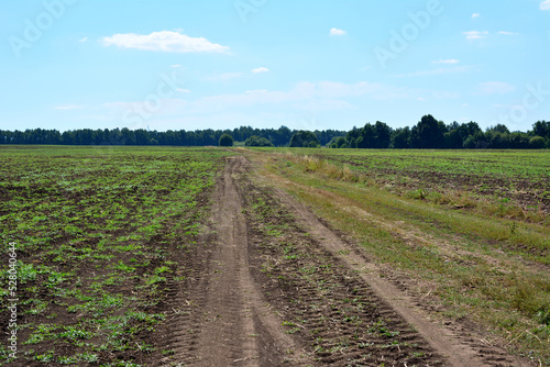 dirty country road on the agricultural field with forest line on background
