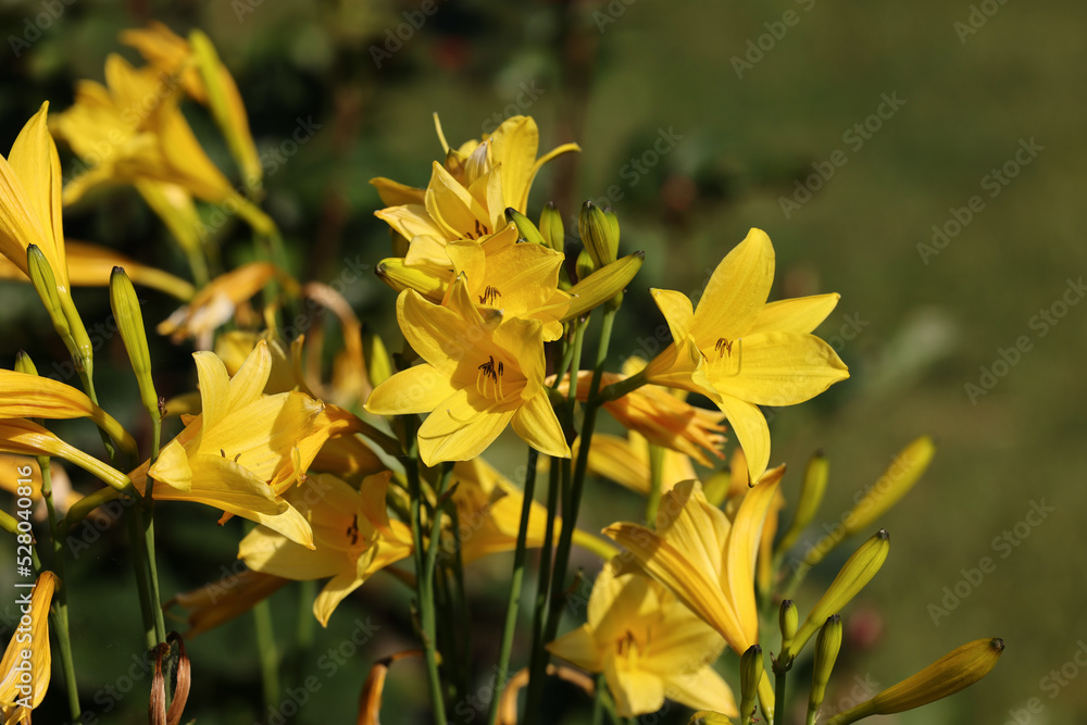 Yellow lily in the summer garden. Close-up of lily flowers. Yellow lily in the summer garden. Close-up of lily flowers.