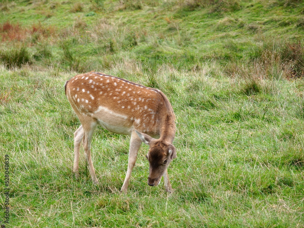 Rehe auf einer Weide