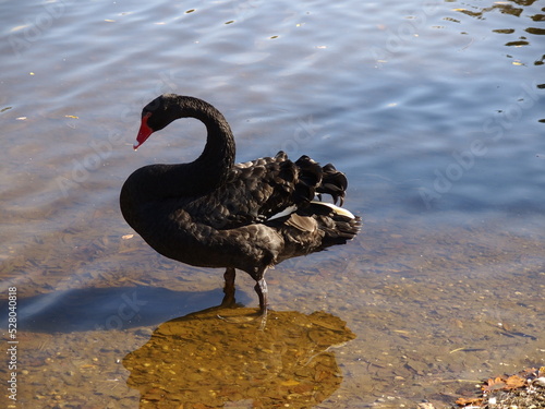 Schwarze Ente steht im Wasser
