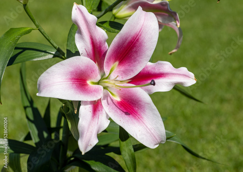 White and Red lily in the summer garden. Close-up of lily flowers.