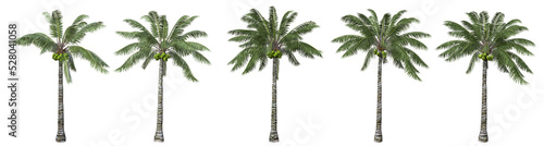 Coconut palm tree isolated with five different variations.