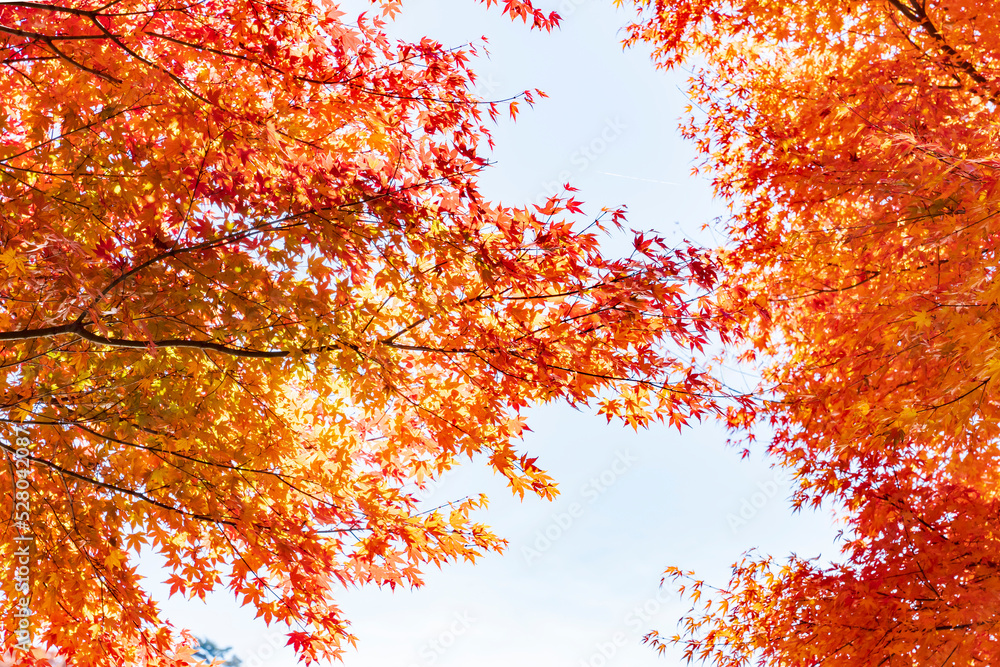 【長野県】蓼科湖の紅葉