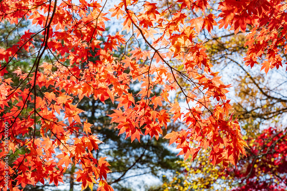 【長野県】蓼科湖の紅葉 【長野県】蓼科湖の紅葉