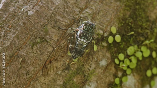 Min-min Cicada Vocalising on a Tree. photo