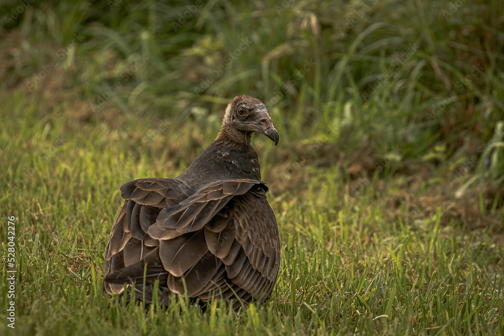 Juvenile Turkey Vulture scavenging in a field Juvenile Turkey Vulture scavenging in a field