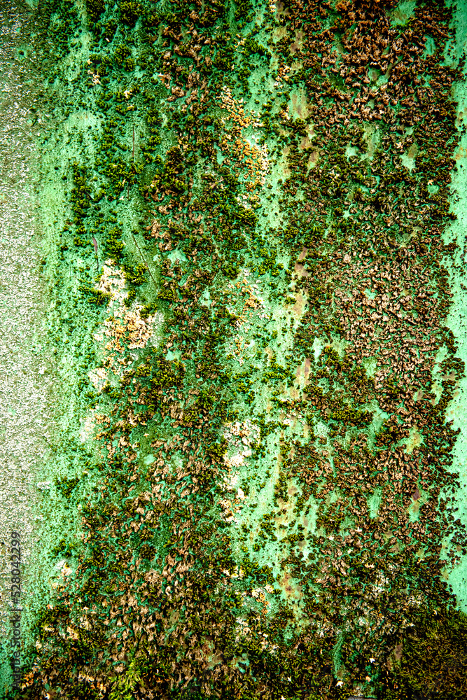 Moss on the surface of the green wall. Background of nature. The texture has the color of green moss. The texture of the old wall. shades of green. copy space Moss on the surface of the green wall. Background of nature. The texture has the color of green moss. The texture of the old wall. shades of green. copy space