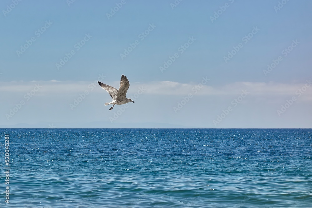 Seagull flying over a calm sea with a clear sky on a summer day