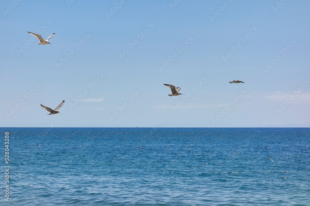 Group of seagulls flying over a calm sea with a clear sky on a summer day