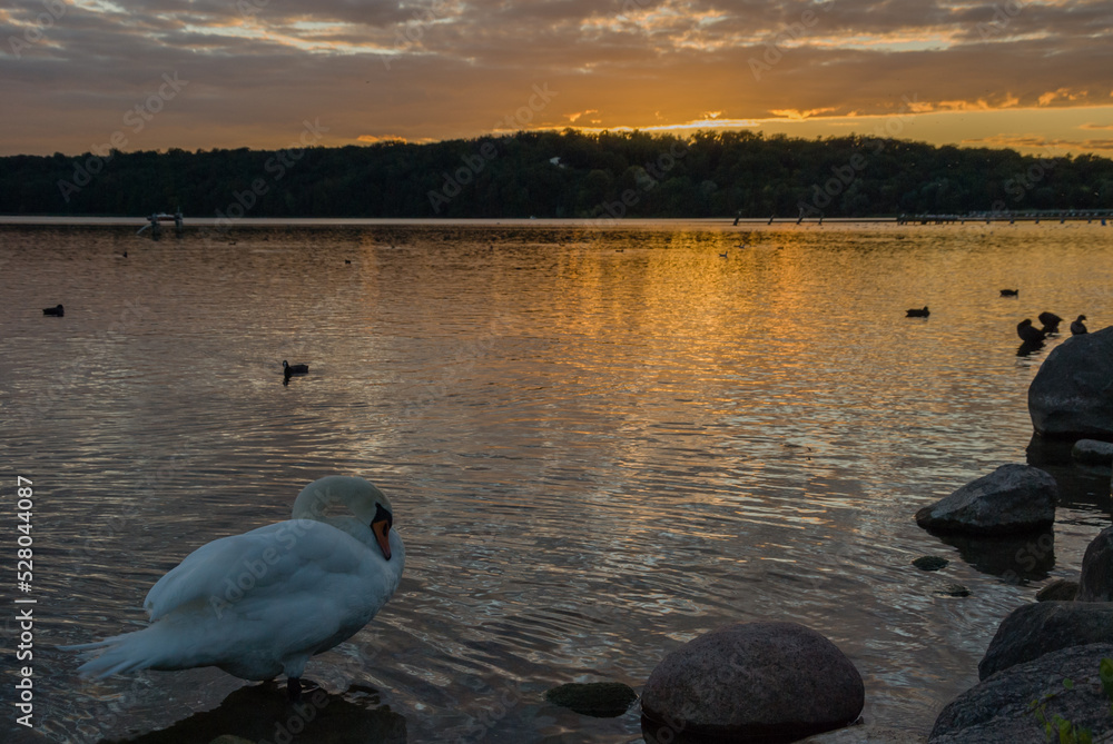 Naklejka premium swan, bird, water, lake, wildlife, birds, sunset, love, sky, sunrise, Tollense, Neubrandenburg, Meklenburg, Vorpomern, Germany
