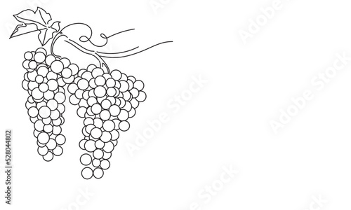 Bunches of grapes. Vine. Vector line drawing on white or transparent background. Grapevine
