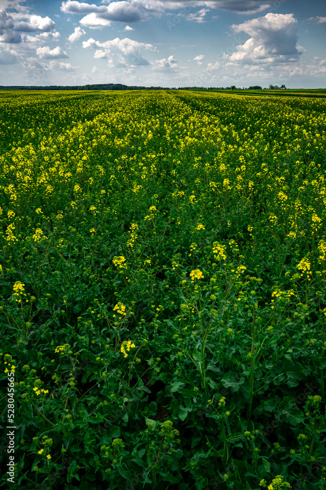 Field of Canola in Spring