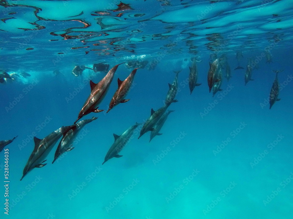 Obraz premium Dolphins. Spinner dolphin. Stenella longirostris is a small dolphin that lives in tropical coastal waters around the world. 