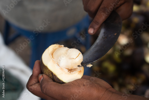 Hand Holding Cutting Or Peeling Fresh Indian Ice Apple A Palm Fruit Also Called Nungu, Pananungu Or Palmyra Fruit. A Natural Coolant, Juicy, Translucent, Native Fruit Enjoyed In South India In Summer