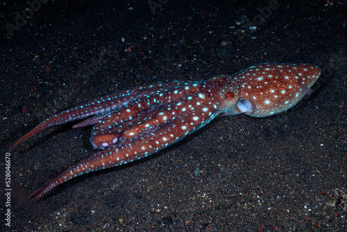 Incredible Underwater World - Starry night octopus - Callistoctopus luteus. Diving and underwater photography. Tulamben, Bali, Indonesia. photo