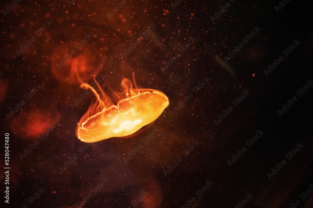 a bright jellyfish with dark background a bright jellyfish with dark background