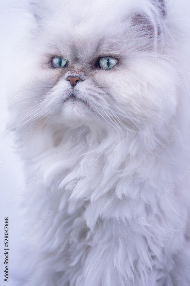 close up of a white persian cat