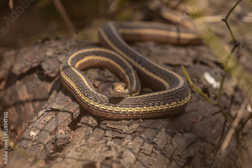 Ribbon Snake on the trail