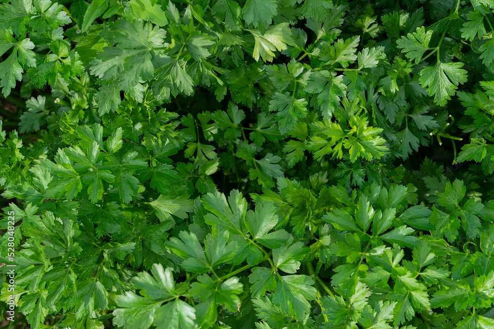 Parsley grows in the garden. Harvesting in the fall from your own garden. High quality photo Parsley grows in the garden. Harvesting in the fall from your own garden. High quality photo