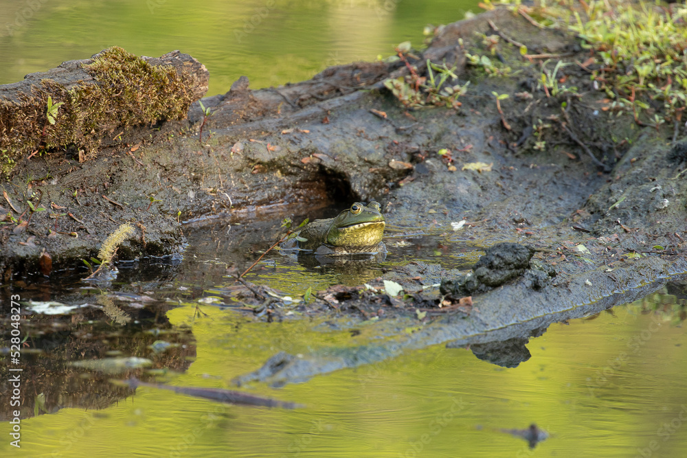 Bullfrogs singing in the marsh Bullfrogs singing in the marsh