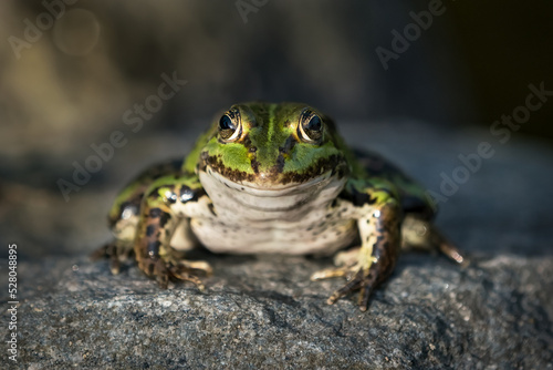 Close up front view of a green frog on a rock seen from low angle