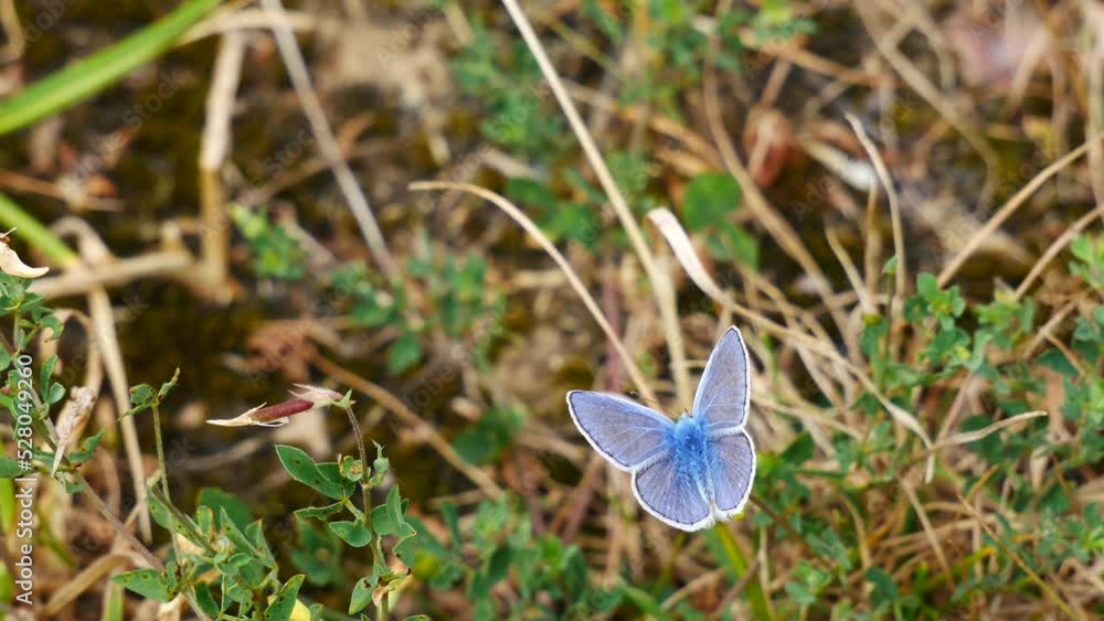 A blue butterfly on a yellow flower eats nectar.. A blue butterfly on a yellow flower eats nectar..