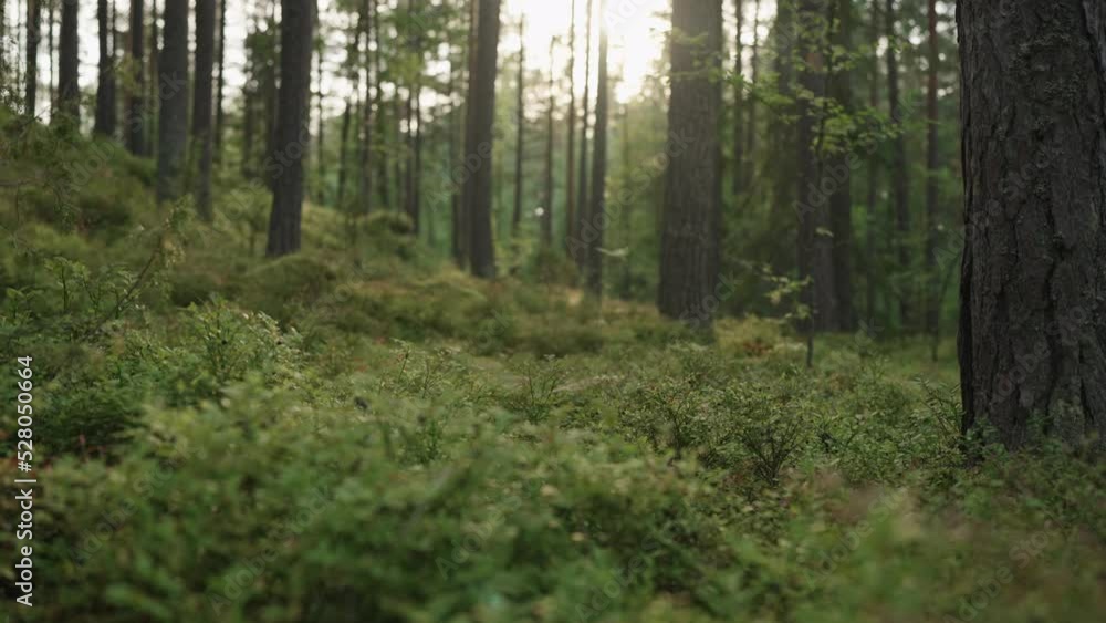 Slow motion gimbal shot of pine forest with lots of moss and berries Slow motion gimbal shot of pine forest with lots of moss and berries