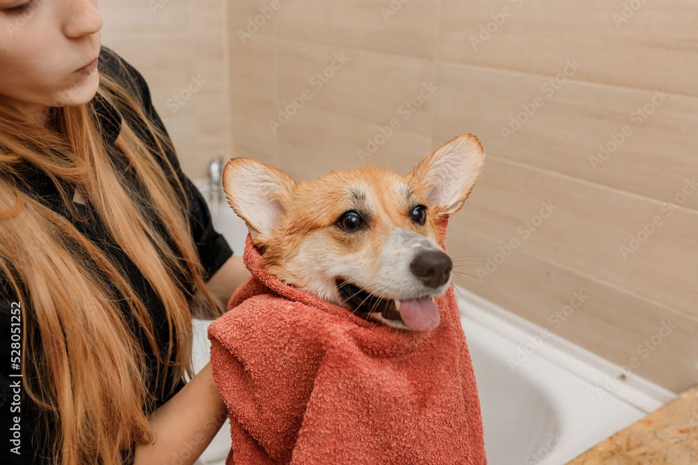 Professional skilled groomer carefully wiping with a towel after