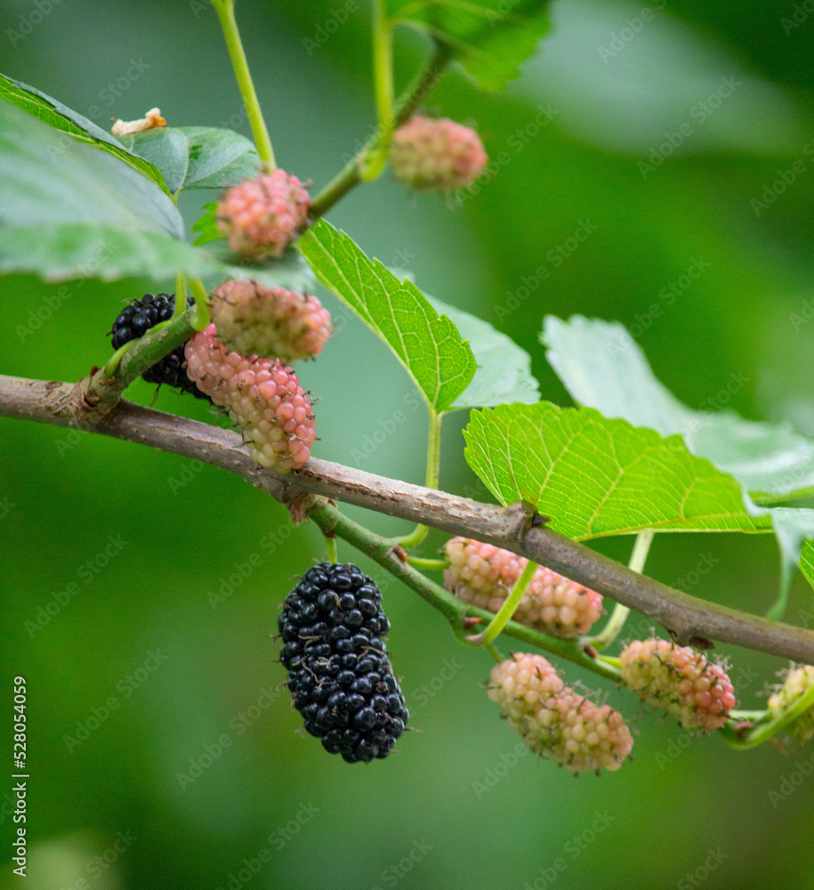 blackberry tree fresh fruit tree leaves blackberry tree fresh fruit tree leaves