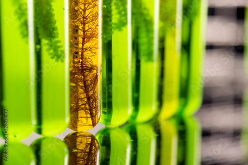 Bild auf Leinwand Algae fuel biofuel industry lab researching for alternative to fossil algae fuel or algal biofuel