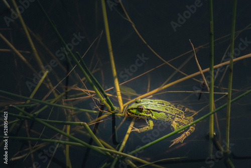 ein kleiner grüner Frosch zwischen Grashalmen im dunklen Teich streckt den Kopf aus dem tiefen Wasser