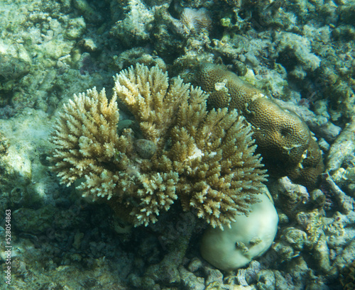 A view of an acropora coral