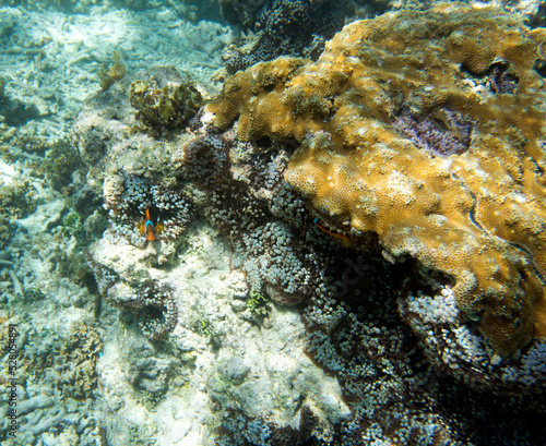 A view of the coral reef