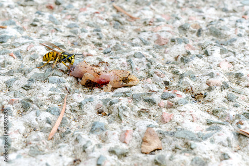 Ants and bee eating dead lizard body on the floor. 