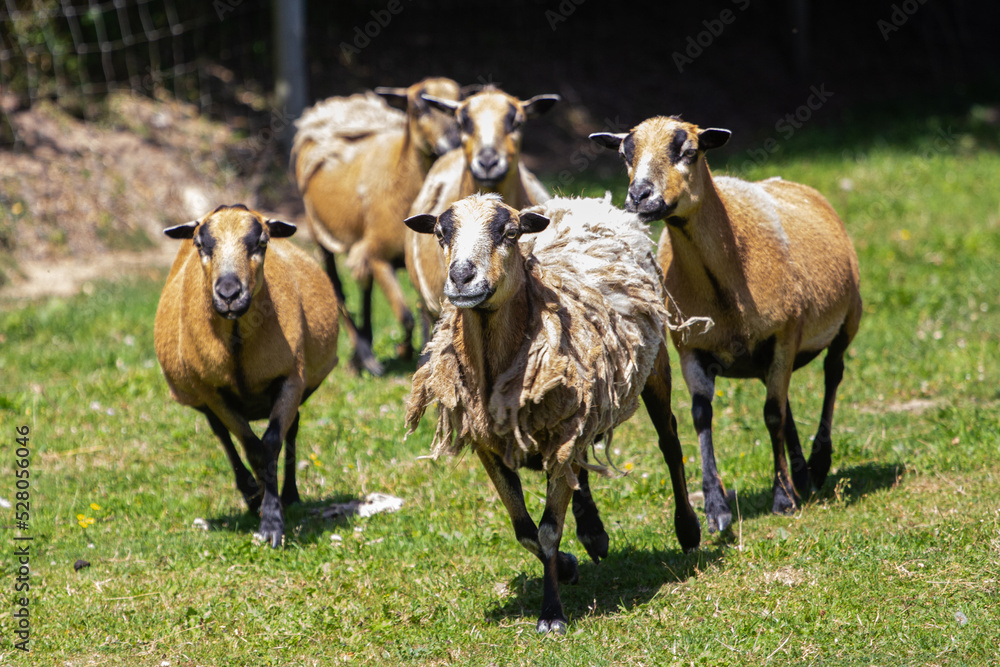 Obraz premium animals in their environnements 