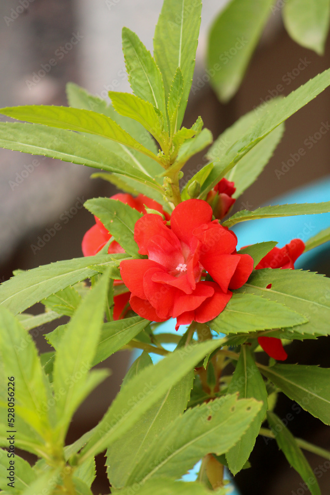 A close-up of a Pink Impatiens balsamina flower A close-up of a Pink Impatiens balsamina flower