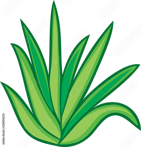 Aloe vera plant png illustration