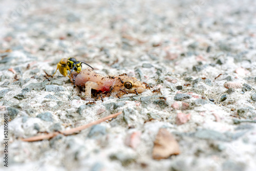 Foto Ants and bee eating dead lizard body on the floor
