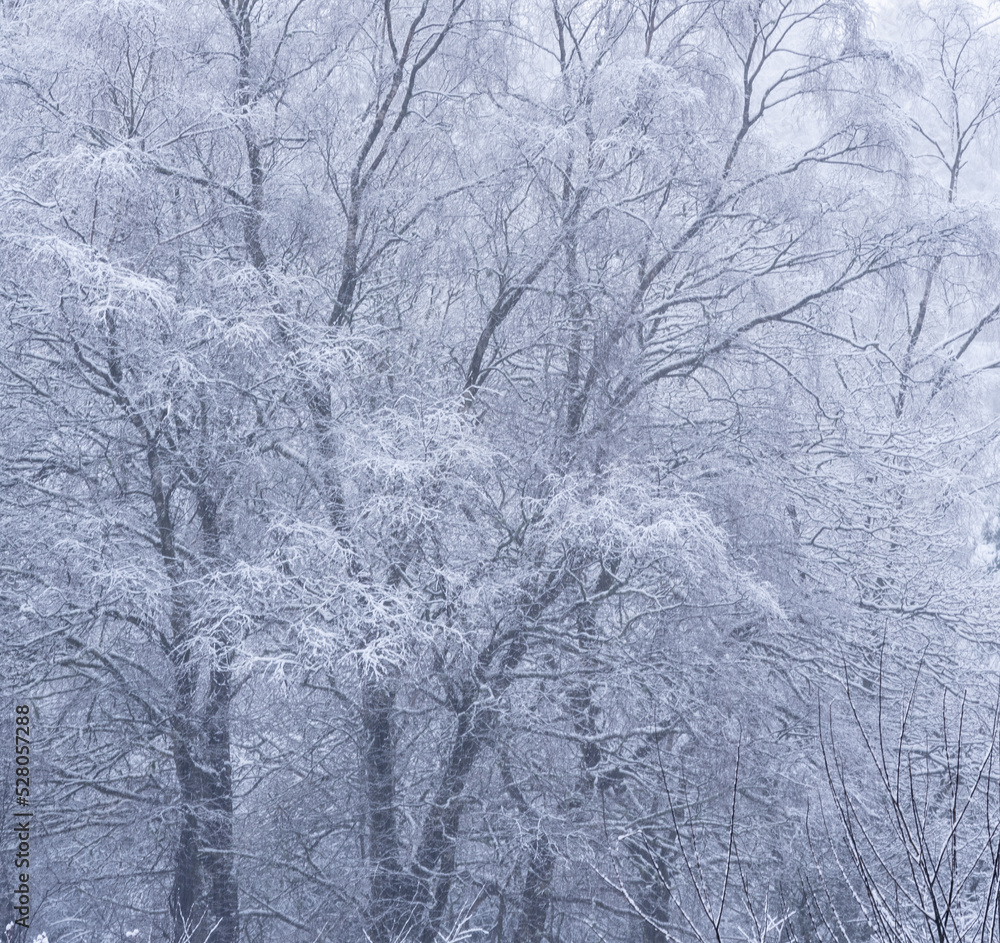 Stunning simple landscape image of snow covered trees during Winter snow fall on shores of Loch Lomond in Scotland Stunning simple landscape image of snow covered trees during Winter snow fall on shores of Loch Lomond in Scotland