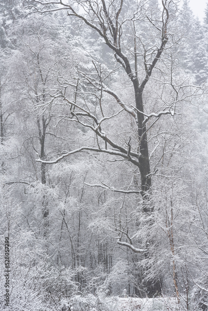 Stunning simple landscape image of snow covered trees during Winter snow fall on shores of Loch Lomond in Scotland Stunning simple landscape image of snow covered trees during Winter snow fall on shores of Loch Lomond in Scotland