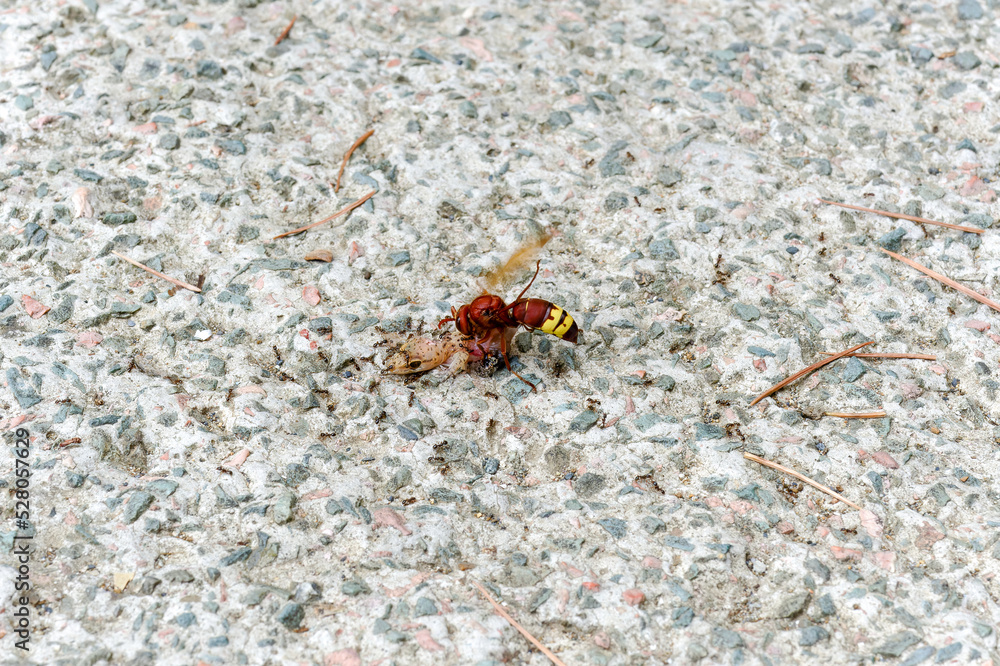 Ants and bee eating dead lizard body on the floor.
Ants and bee eating dead lizard body on the floor.