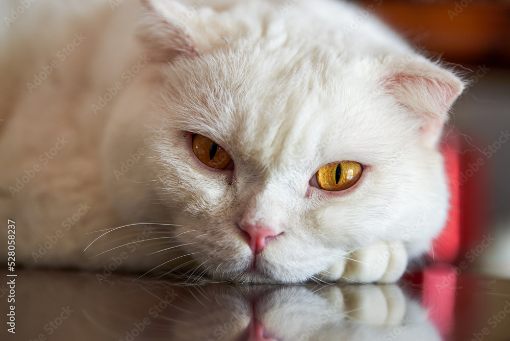 A cute pet cat, white british shorthair