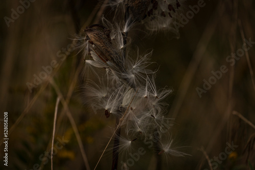 Milkweed pods spill their seeds