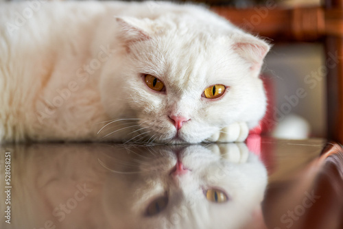 A cute pet cat, white british shorthair
