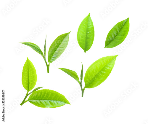 Set of tea leaves isolated on transparent png © sommai