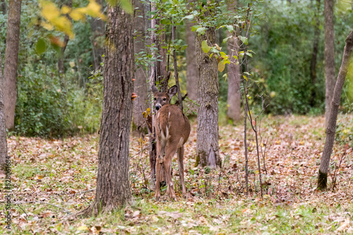 White-Tailed Deer In Fall Woods