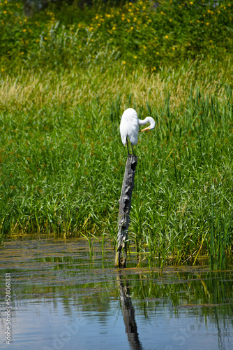 Large white bird sitting on post in wetlands and grassu plaines