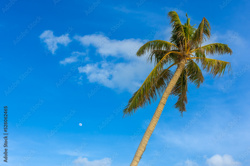 Maldives: turquoise lagoon sea with palm tree, beautiful sandy beach and blue sky, Ari Atoll Maldives: turquoise lagoon sea with palm tree, beautiful sandy beach and blue sky, Ari Atoll